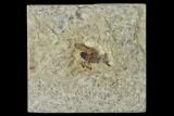 Fossil March Fly (Plecia) - Green River Formation #138498-1